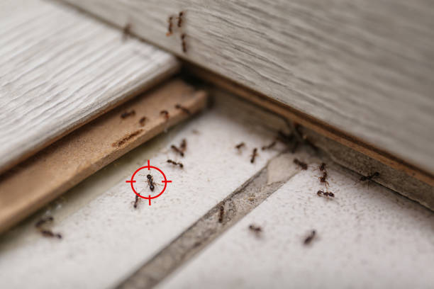 Insect Control in Lake Montezuma, AZ